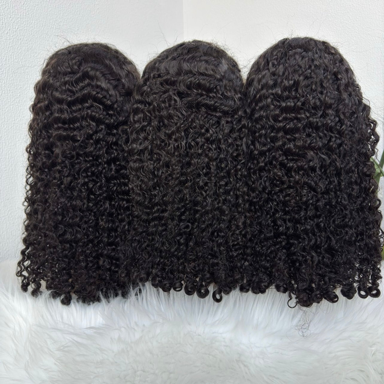 Burmese Curls Supplier